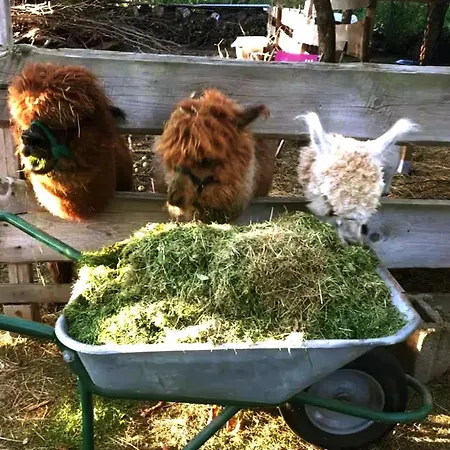 Bauernhof Guest Jan Free Wifi Hausbreitenbach