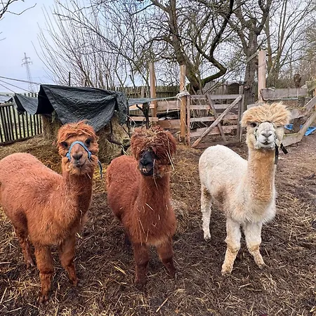 Bauernhof Guest Jan Free Wifi Farm stay